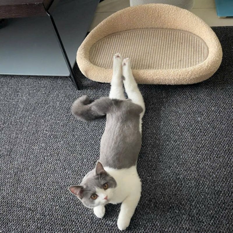 Cat bed for all seasons