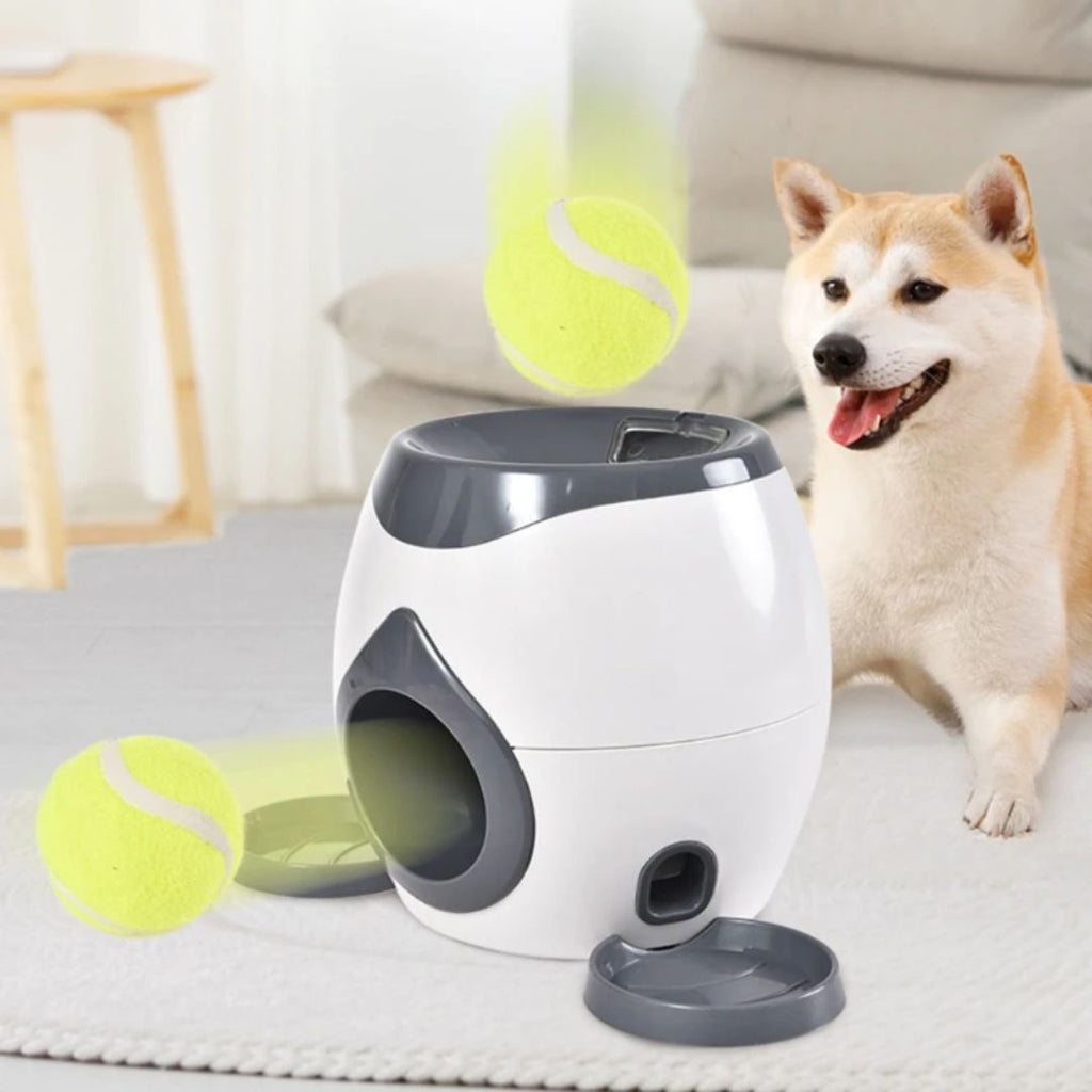 dog training toy