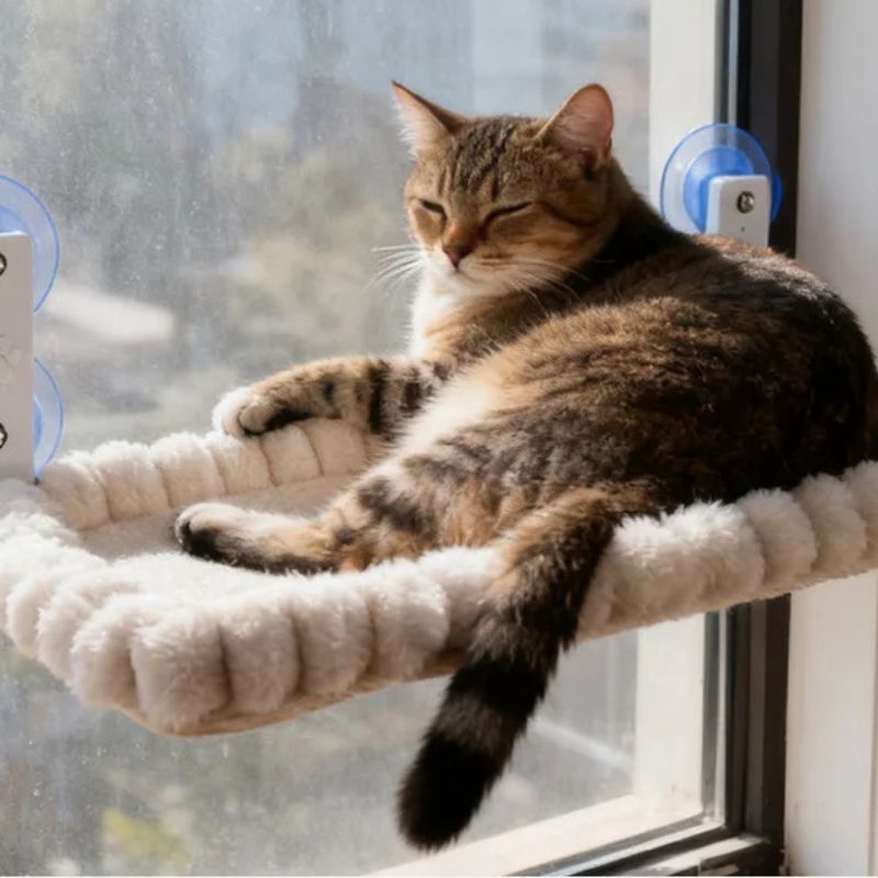 Cat lounging perch